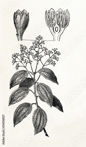 Slika na platnu True cinnamon (Cinnamomum verum; Cinnamomum zeylanicum) (from Meyers Lexikon, 18