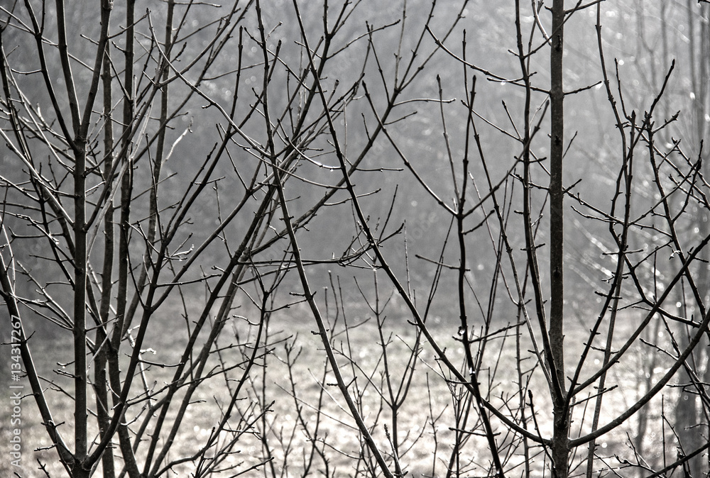 Obraz premium autumn forest