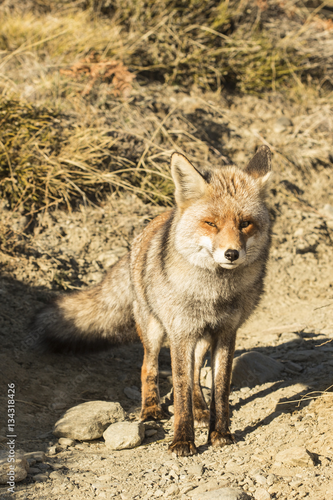 Fototapeta premium Red Fox in the nature - Vulpes vulpes, European fox.
