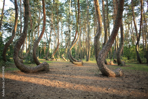 Gryfino Forest in Poland photo