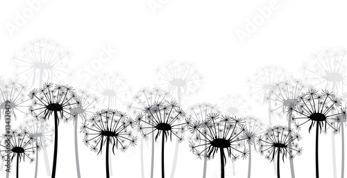 White background with dandelions.