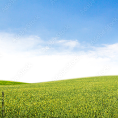 Fototapeta Naklejka Na Ścianę i Meble -  field on a background of the blue sky