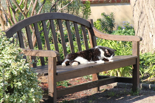 Petite sieste du chat sur le banc