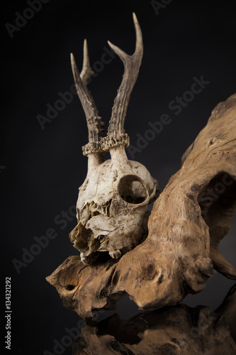 Weathered deer skull  black mirror background