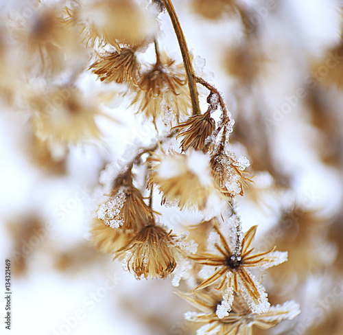  macro photo of winter