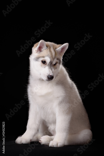 Cute little puppy of syberian husky