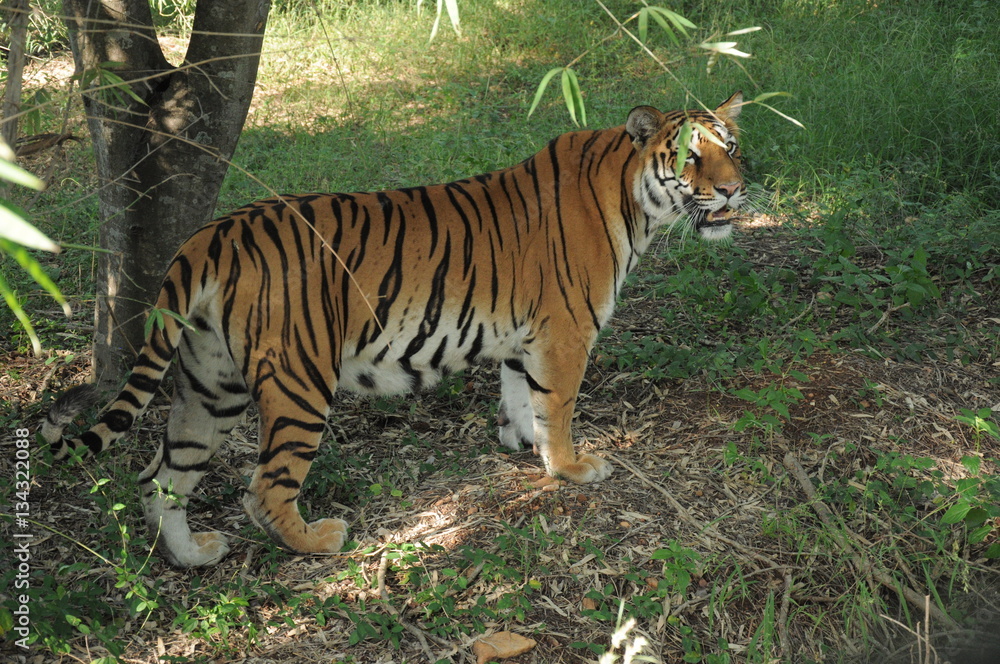wild tiger wild tiger
