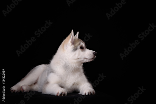 Cute little puppy of syberian husky