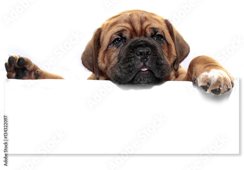 Wallpaper Mural Dogue de Bordeaux Torontodigital.ca