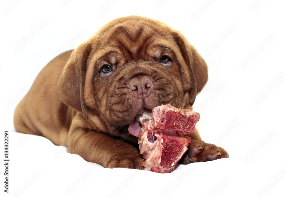 Obraz premium Dogue de Bordeaux - Small puppy