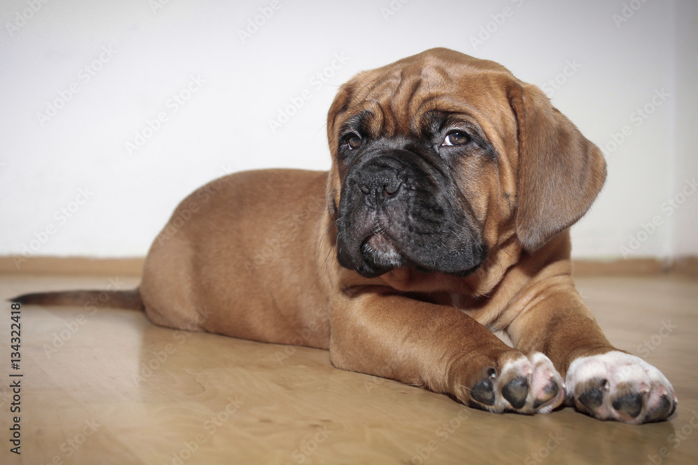 Dogue de Bordeaux - Little puppy