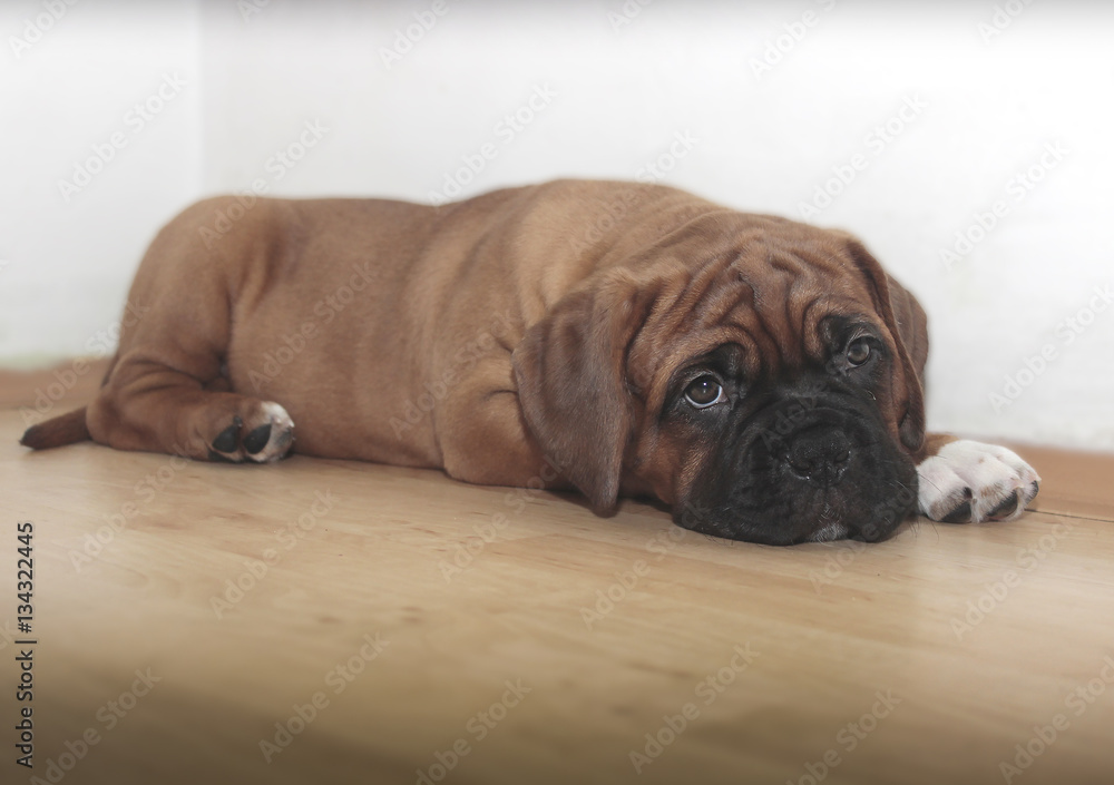 Dogue de Bordeaux - Little puppy