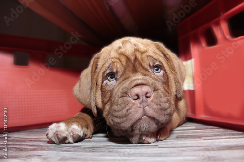 Fototapeta Naklejka Na Ścianę i Meble -  Dogue de Bordeaux - Little puppy