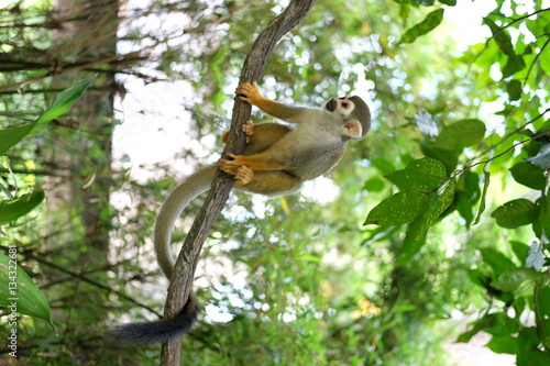 Photography Squirrel monkey on the banch of the tree in the zoo