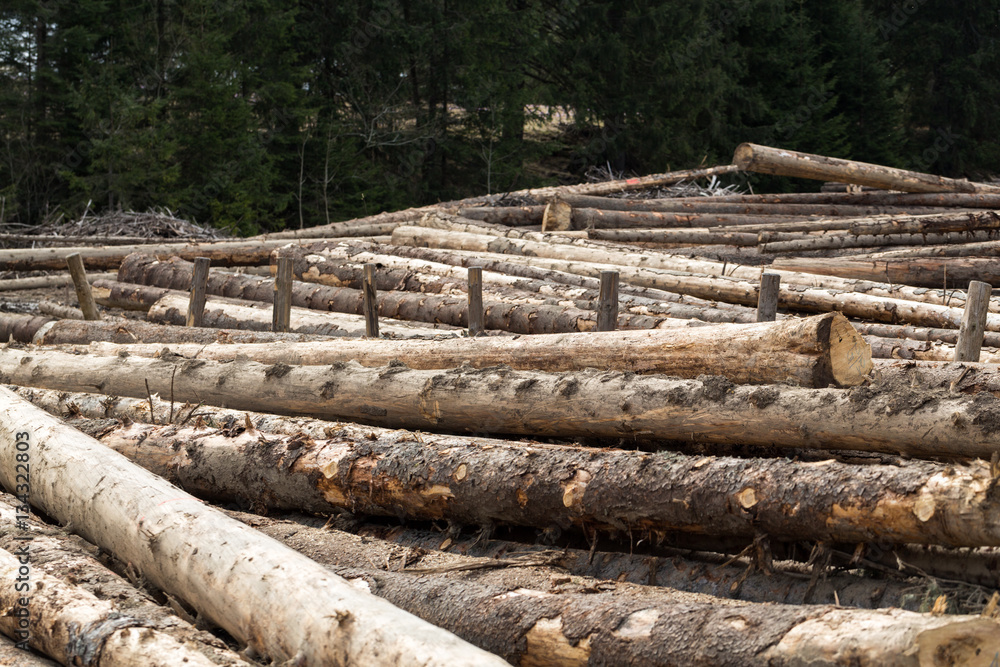 Sawn Long pine logs of different sizes lies on a ground. Sawn Long pine logs of different sizes lies on a ground.