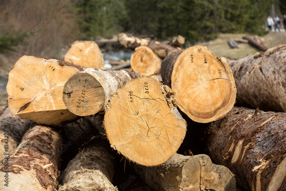 Sawn Long pine logs of different sizes lies on a ground. Sawn Long pine logs of different sizes lies on a ground.
