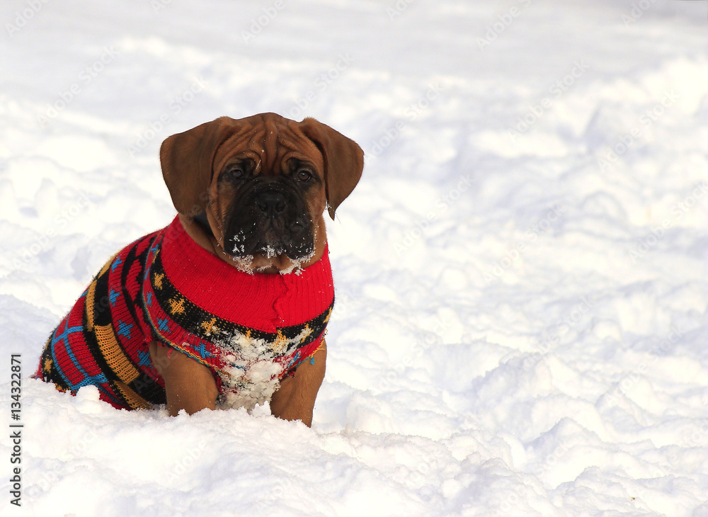 Dogue de Bordeaux - Puppy