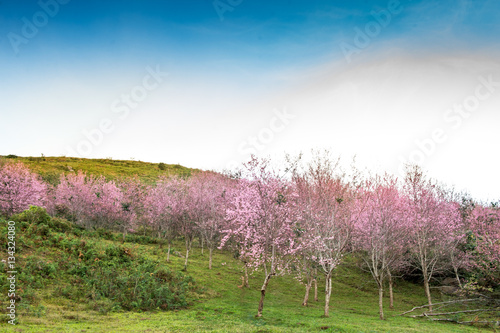 sakura field valley and mountain