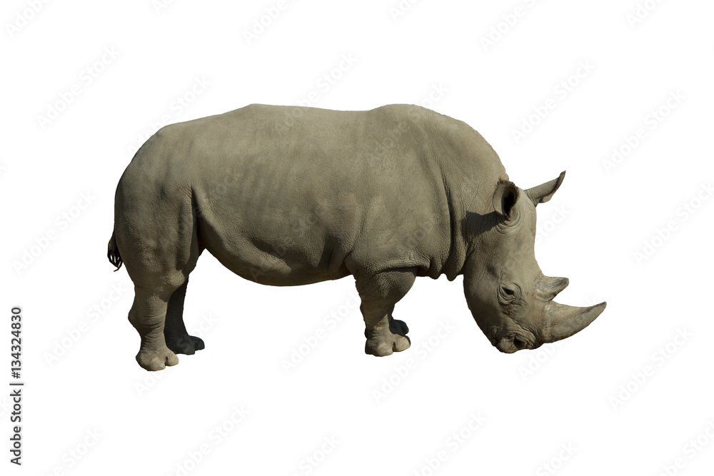 rhinoceros on a white background rhinoceros on a white background