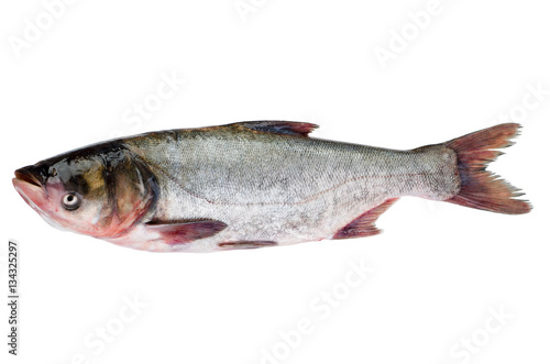 Fresh silver carp fish