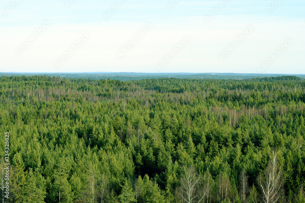 Forest aerial view. Birches, pines and spruces in Southern Finland.
