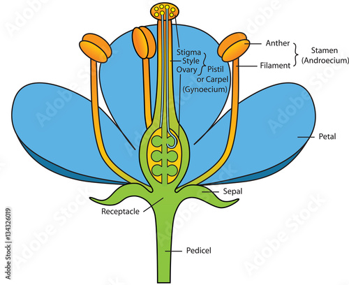 Cross section of flower (flower sturcture) with explanation