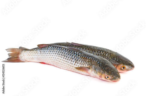 Fototapeta Naklejka Na Ścianę i Meble -  Two fresh redlip mullet fish