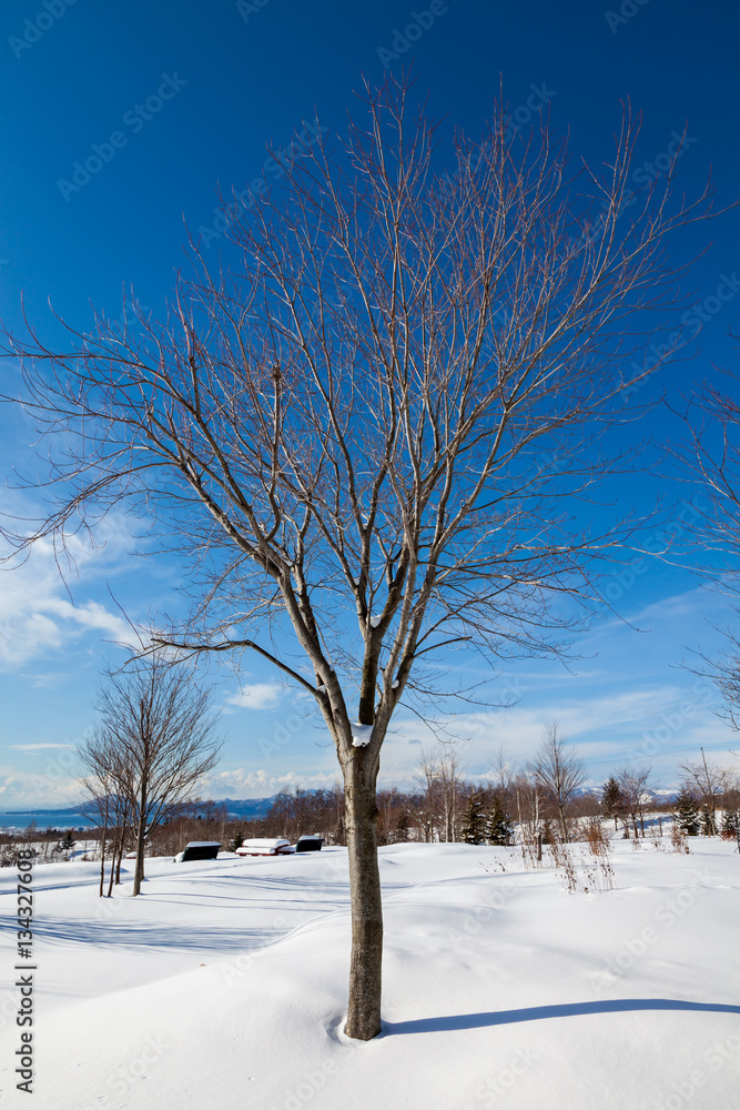 Obraz premium 雪の中の一本の木