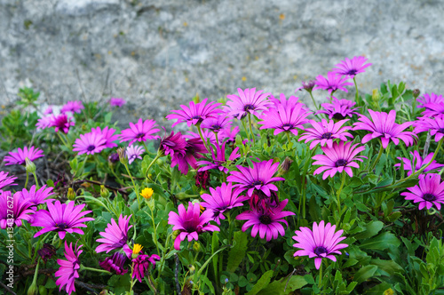 Wild purple daisy flowers