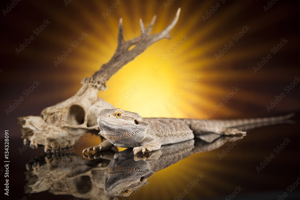 Fototapeta premium Antlers, Dragon lizard on black mirror background