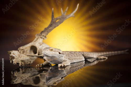 Antlers, Dragon lizard on black mirror background