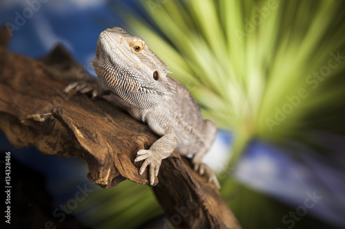 Dragon, Agama Lizard on black mirror background © Sebastian Duda
