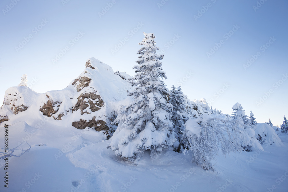 Winter landscape. Snow covered fir trees and rocks.