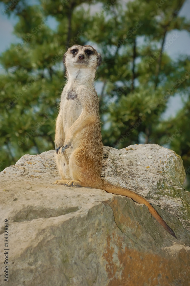 Fototapeta premium View meerkat on rock