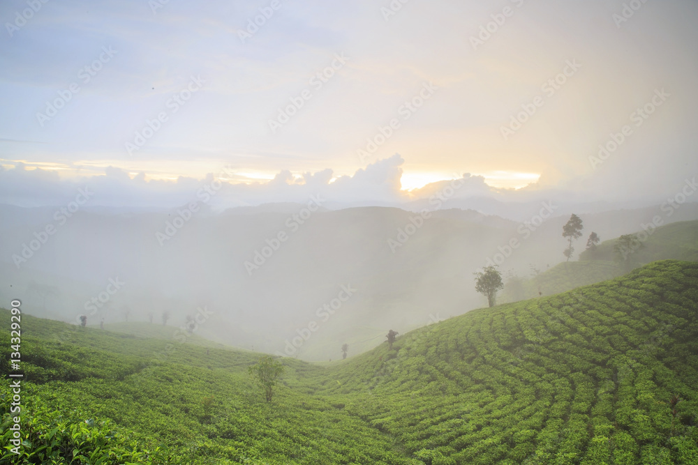 Plantation Tea Pangalengan, West Java, Indonesia