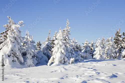 Wallpaper Mural Winter landscape. Snow covered fir trees and rocks. Torontodigital.ca