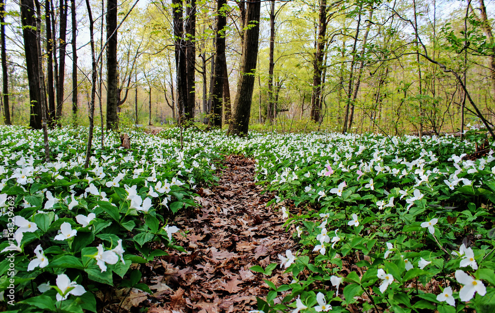 Fototapeta premium Wiosna Panoramiczny Krajobraz. Trillium wyrusza szlakiem leśnym, gdy wiosna dociera do regionu Wielkich Jezior. Trillium to oficjalny wildflower z Ohio i Ontario. Lakeport, Michigan.