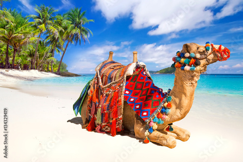 Camel ride on the tropical beach
