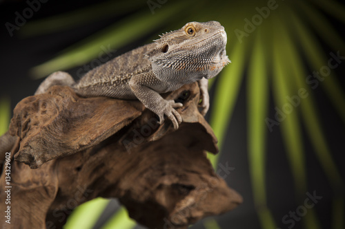 Lizard root, Bearded Dragon on green background © Sebastian Duda