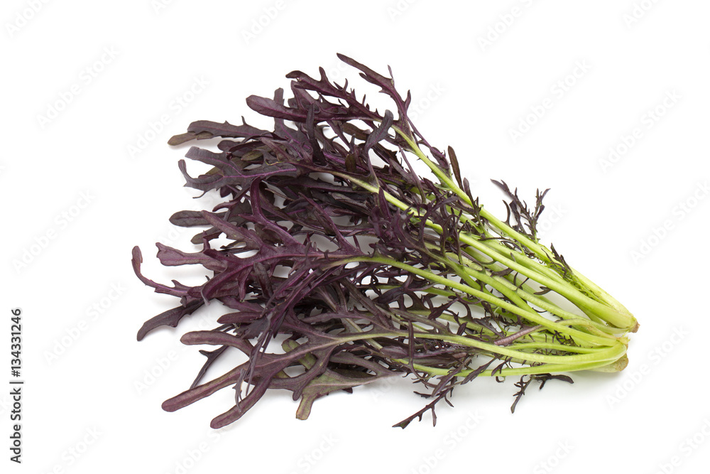 Obraz premium ムラサキミズナ