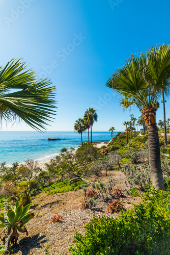 Palm trees in Laguna Beach