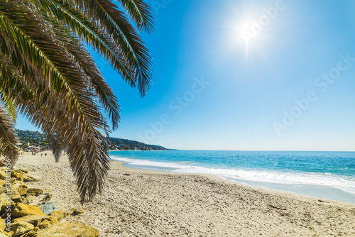 Palm tree in Laguna Beach