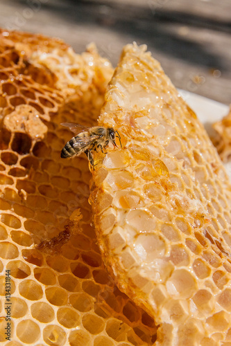 Close up view of the working bee on the honeycomb with sweet hon