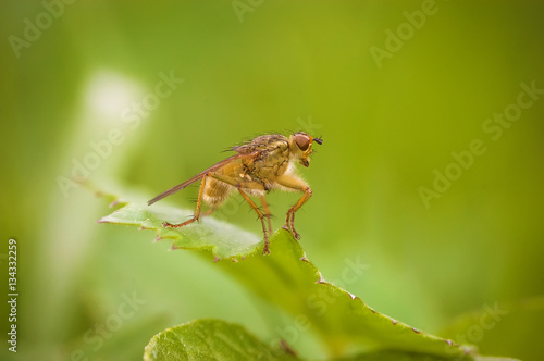 Golden fly (Scathophaga stercoraria)