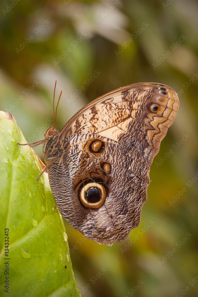 Fototapeta premium Big brown butterfly (Caligo atreus)