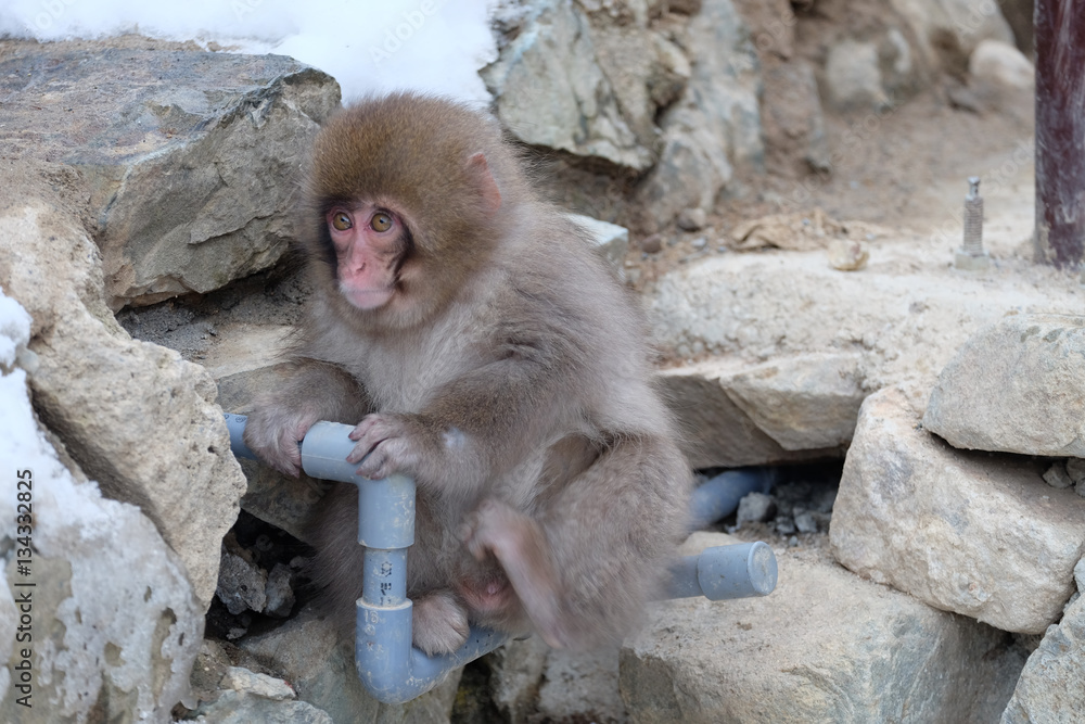 子猿　地獄谷野猿公苑にて撮影