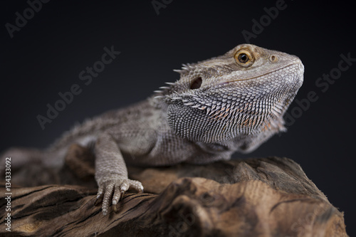 Dragon  Agama Lizard on black mirror background