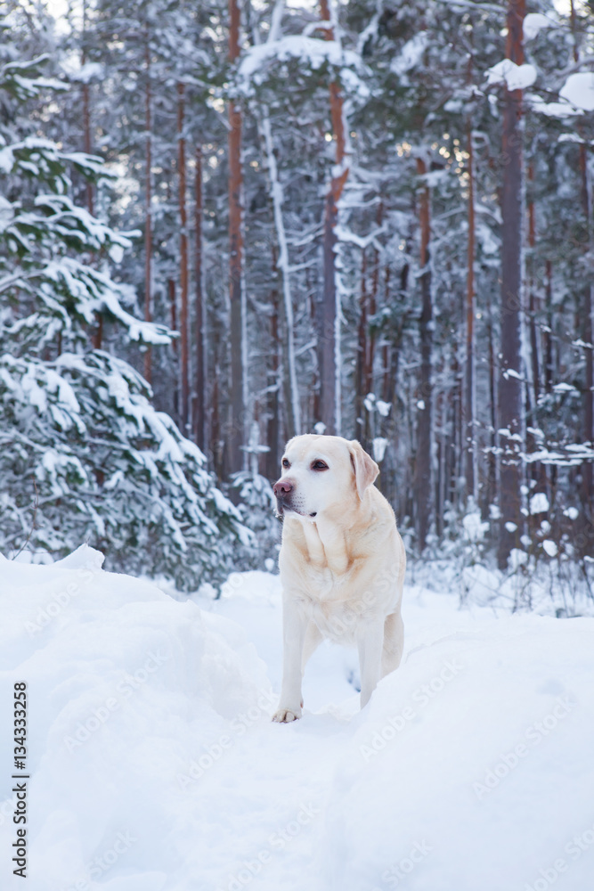 Лабрадор на прогулке в зимнем лесу.