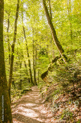 Twann  Twannbachschlucht  Schlucht  Wanderweg  Wald  Waldweg  Herbst  Herbstfarben  Herbstwanderung  Jura  Schweiz