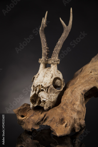 Deer skull, black mirror background